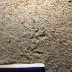 IMG-20160117-WA0020