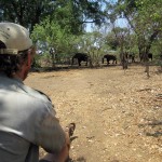 Being on foot with the big five
