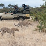 Game drive cheetah sighting