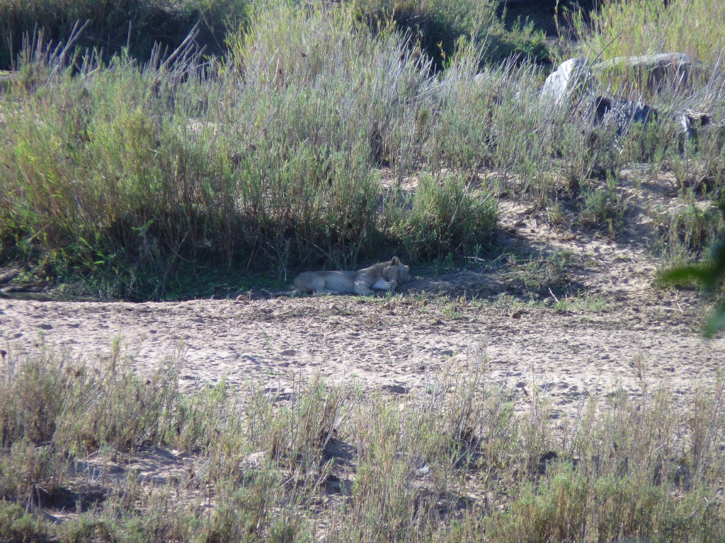 leone_solitario