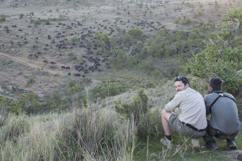 buffalo_1