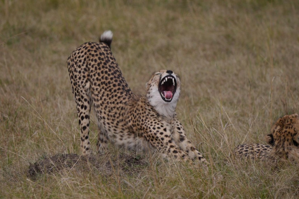 Ghepardo Maasai Mara